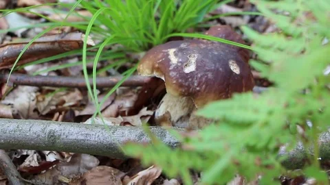 The fungus grows in deciduous and coniferous forests and tree plantations Video stock 70143276
