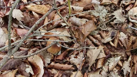The fungus grows in deciduous coniferous forests  Stock Footage 70144556
