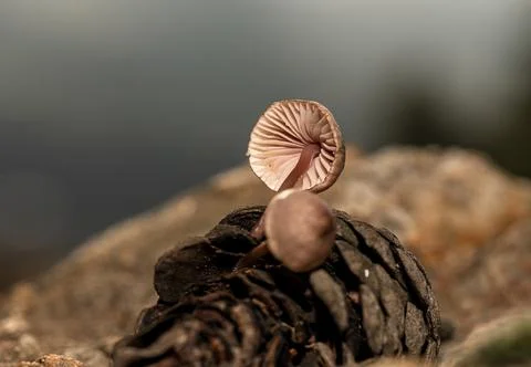 Fungus that grows inside pine cones that fall to the ground after rain Stock Photos