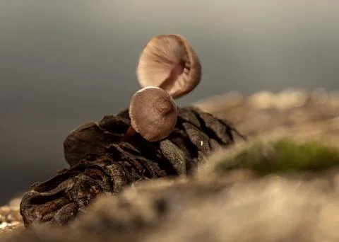 Fungus that grows inside pine cones that fall to the ground after rain Foto stock
