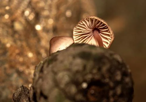 Fungus that grows inside pine cones that fall to the ground after rain Stock Photos