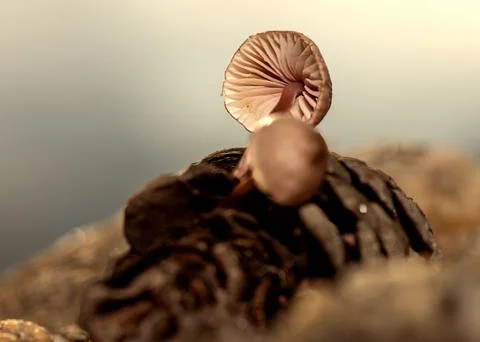 Fungus that grows inside pine cones that fall to the ground after rain Stock Photos