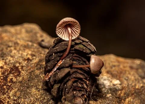 Fungus that grows inside pine cones that fall to the ground after rain Foto stock