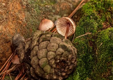 Fungus that grows inside pine cones that fall to the ground after rain Stock Photos