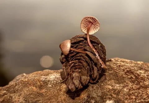 Fungus that grows inside pine cones that fall to the ground after rain Foto stock
