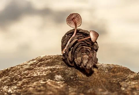 Fungus that grows inside pine cones that fall to the ground after rain Stock Photos