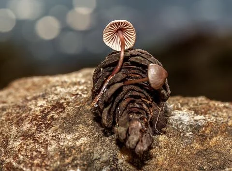 Fungus that grows inside pine cones that fall to the ground after rain Stock Photos