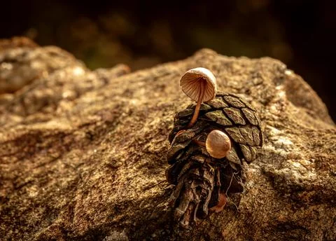 Fungus that grows inside pine cones that fall to the ground after rain Stock Photos