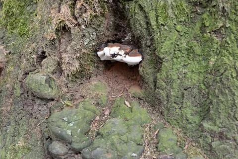 Fungus grows inside tree bark Stock Photos