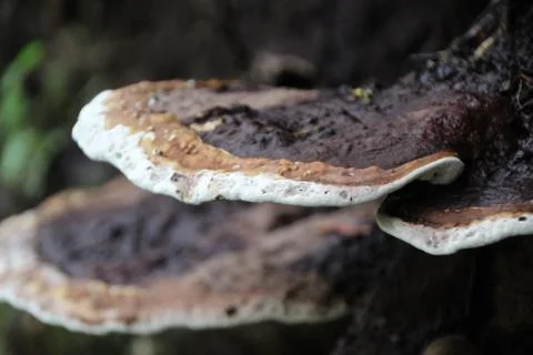 Fungus growth on tree Stock Photos