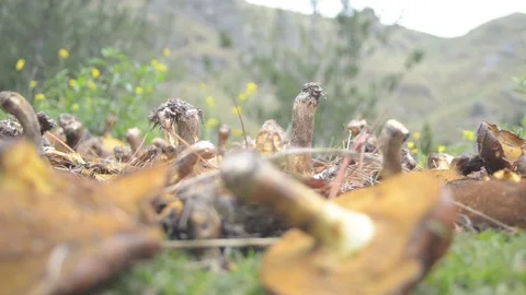 Fungus harvest Stock Footage 112208780