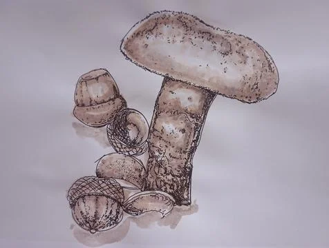 Fungus Stock Illustration