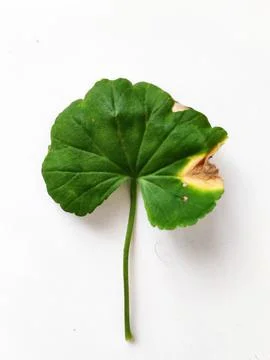 A fungus-infested geranium leaf on a white background Stock Photos