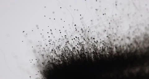 Fungus-Like Ink Stock Footage 170809545