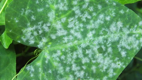 Fungus on a leaf 스톡 동영상 291114439
