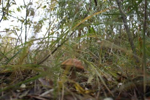 The fungus in the leaves Stock Photos