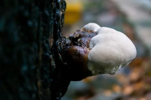 The fungus that lives on the trunk of the tree is white Stock Photos