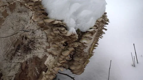 Fungus on a Log Stock Footage 179661386