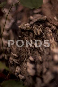 Fungus on Log Stock Photos