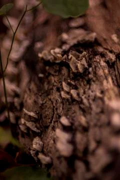 Fungus on Log Foto stock