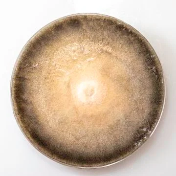 Fungus macro on white background close up Stock-Fotos