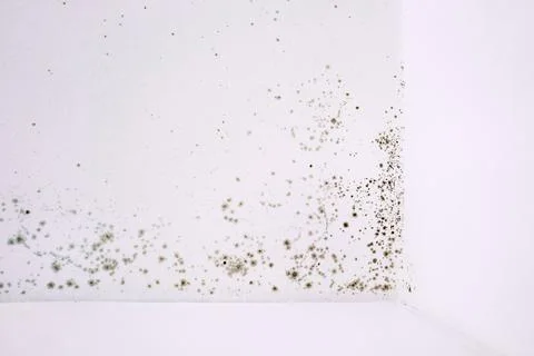 Fungus mold on the white ceiling corner. Stock Photos