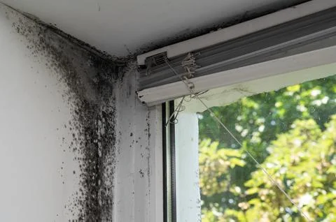 Fungus is the mold of the window. Stock Photos