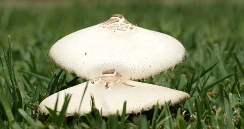 Fungus, Mushroom, Toadstool 4K Stock Footage 135993416