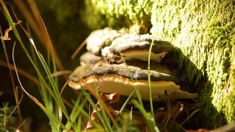 Fungus musroom on bark Stock Footage 97169919