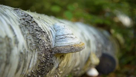 Fungus musroom on bark Stock Footage 97169938