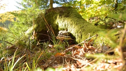 Fungus musroom on bark Stock Footage 97169964