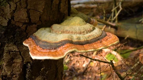 Fungus musroom on bark Stock Footage 97347638