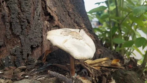 Fungus near Tree Stock Footage 295502316