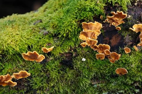 Fungus on a oak tree Stock Photos