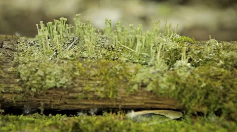 Fungus on an old log Video stock 50394754