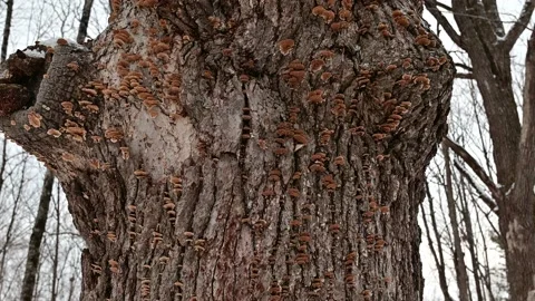 Fungus or mushroom on tree trunk in forest 4K Stock Footage 231585897