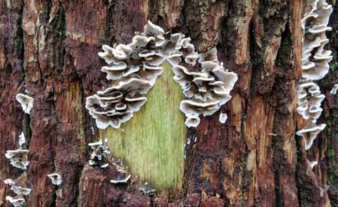 Fungus on the outside of a tree in the winter Stock Photos