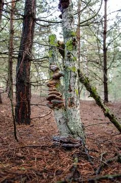 A fungus is a parasite that grows on a tree. Stock Photos