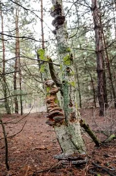 A fungus is a parasite that grows on a tree. Stock Photos