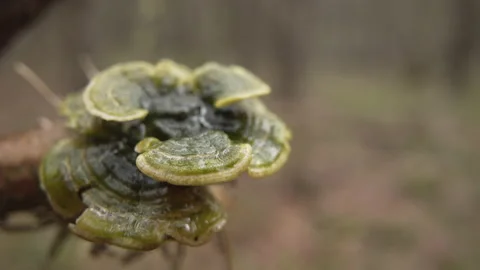 A fungus is a parasite that grows on a tree trunk. Video stock 152586422