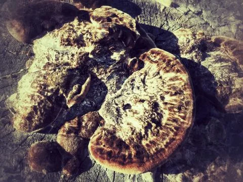 Fungus is a parasite Foto stock
