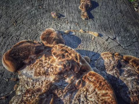 Fungus is a parasite 写真素材