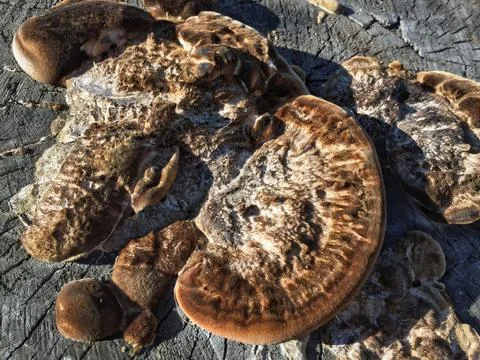 Fungus is a parasite Foto stock