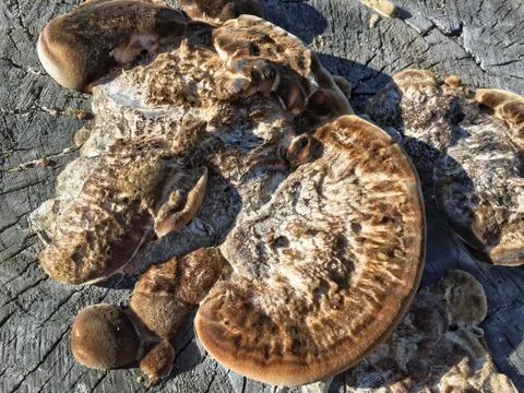 Fungus is a parasite Stockfoto's