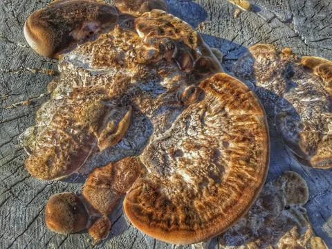 Fungus is a parasite Foto stock
