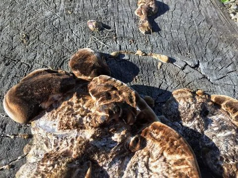 Fungus is a parasite 写真素材