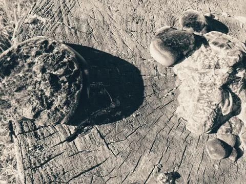 Fungus is a parasite Stock Photos