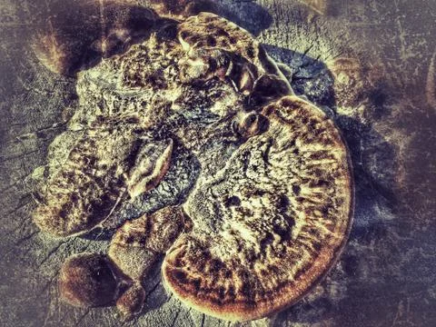 Fungus is a parasite Foto stock