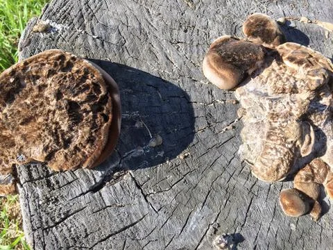Fungus is a parasite Stock Photos