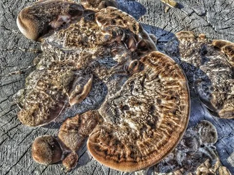 Fungus is a parasite Stock Photos